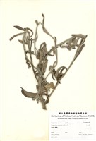 藏品(紅面番)的圖片